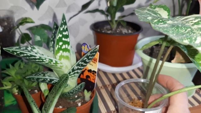 Комнатные цветы. Экзотические новинки смотреть онлайн