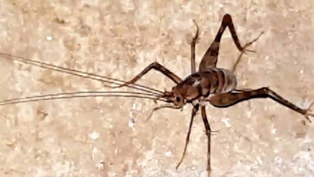 Мутант mutant смотреть онлайн