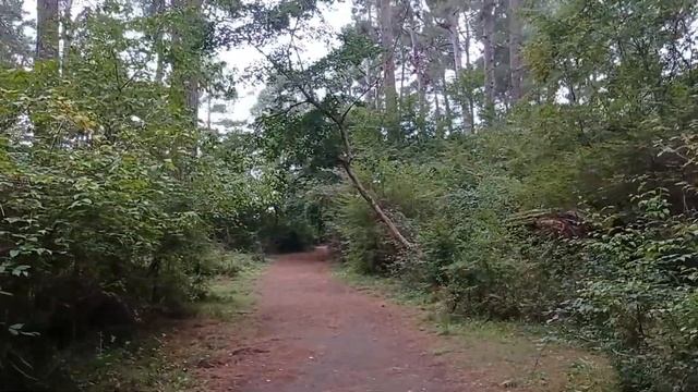 Дорога к морю через сосновую рощу в Пицунде.Абхазия. Красоты сосновых лесов Черноморского побережья смотреть онлайн