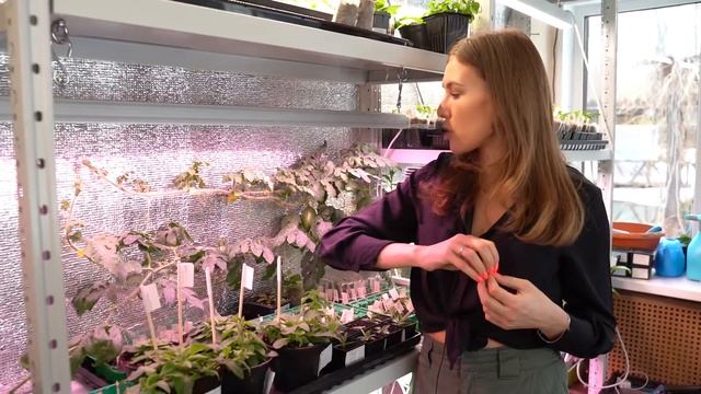 Эксперимент выращивание арбуза дома в трубе снова открыт! Уход за арбузом смотреть онлайн