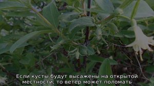 Жимолость Синяя птица