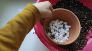 Крестовник роули пересадка