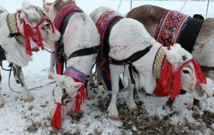 Подсмотрено... на Дне оленевода