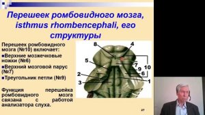 Анатомия. Функциональная анатомия ствола головного мозга