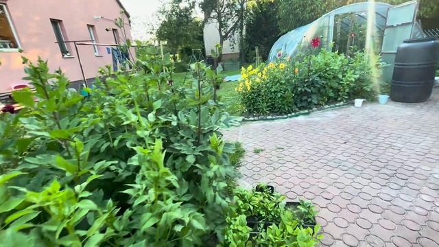 Как цветут наши георгины смотреть онлайн