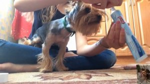 Как правильно чистить зубы Йорку/Первая чистка зубов/Что-то пошло не так/