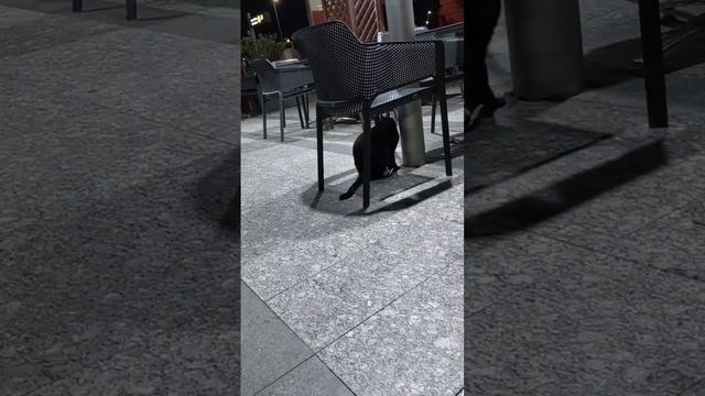 Кот в аэропорту Ларнака ?✈️ A cat at the Larnaca airport