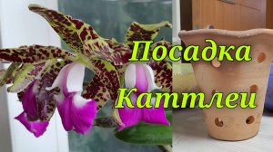 Пересадка Каттлеи из кокосового пня.