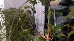 хойя Ротундифолия первое цветение