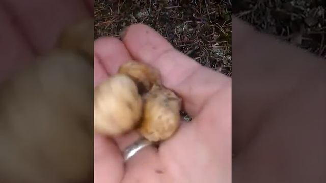 Внимание Внимание!!!В Тобольске нашли гриб Трюфель. смотреть онлайн