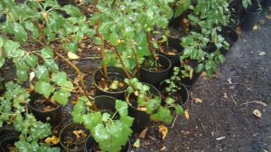 Полив растений водяной реактивной струёй с помощью распылительной насадки ЖУК