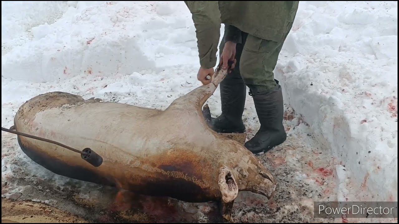 31 января 2024 г. смотреть онлайн