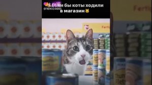 Если бы коты ходили в магазин😂😂😂