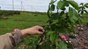 Штамбовая роза в горшке! Часть 3!
