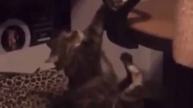 Когтевой неумеха 2.0 смотреть онлайн