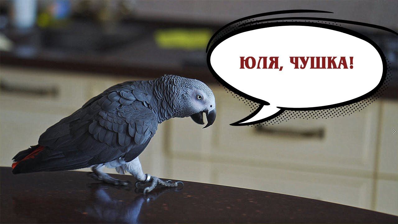 ✅ ПЕТРУНЯ ТРОЛЛИТ ЮЛЮ  ЖАКО ПЕТРУНЯ #смешныеживотные
