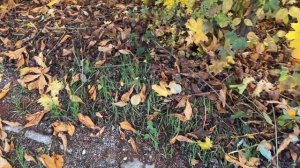 Поздние переселенцы. Наши будни в Германии ??