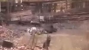 Притравка лаек на кабана