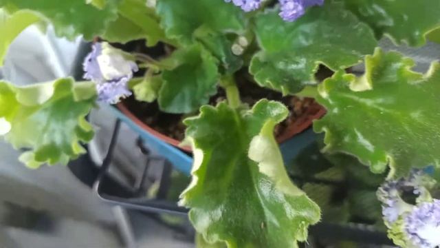 фиалка kei-yoki смотреть онлайн