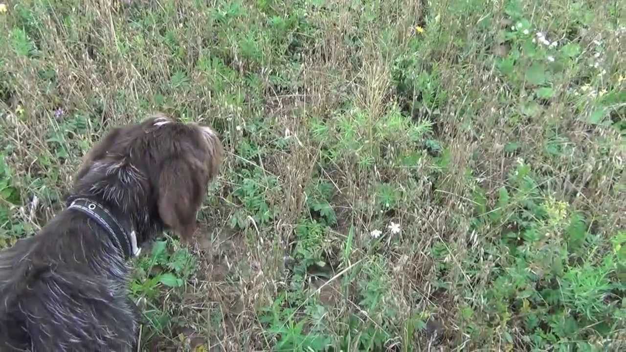 Натаска легавой собаки. Отзыв клиента смотреть онлайн