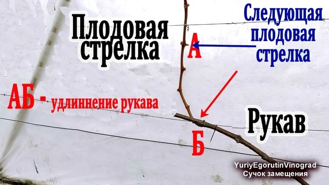 ? После ТАКОЙ ОБРЕЗКИ ВИНОГРАДА урожай СТАБИЛЬНО ВЫСОКИЙ в течении многих лет. Плодовое звено. смотреть онлайн