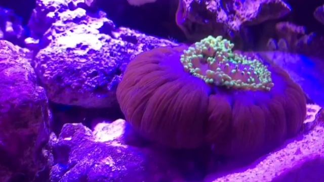 Морское хобби/Родактис зелёный смотреть онлайн