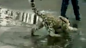 ДОМАШНИЙ СНЕЖНЫЙ БАРС!!!