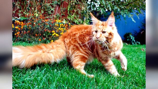 Мейн-кун описание породы кошки! смотреть онлайн