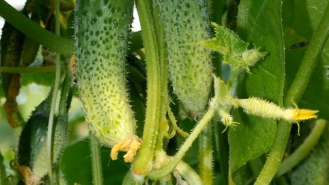 Огурцы для теплицы – 5 лучших Сортов смотреть онлайн