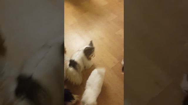 Мы купили щенка! Знакомство щенка мальтезе с биверами.