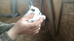 Кролики. Продуктивность напольного маточника. Месячные крольчата - выход из гнезда.