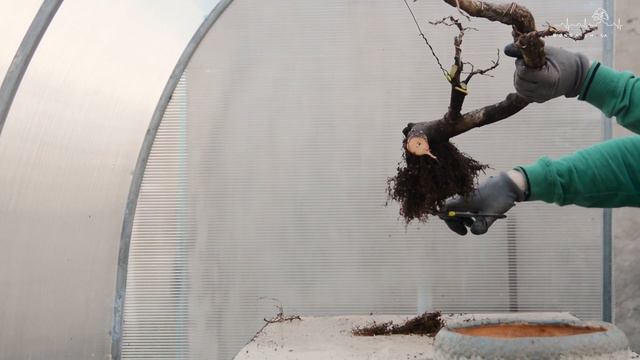 ОХOТА на ЯМАДОРИ. БОНСАЙ за ГОД*. Часть 2  | Yamadori hunting. Elm spp. Part 2