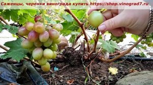 Виноград Пектораль довисел до 16 октября, а ранний срок созревания в 110-115 дней и ягоды по 30 гр.