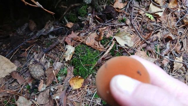 Вспоминая сентябрь/ Грибочки. смотреть онлайн