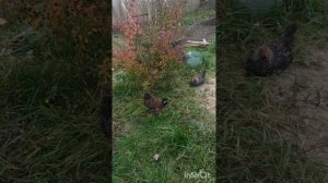 Куры на огороде