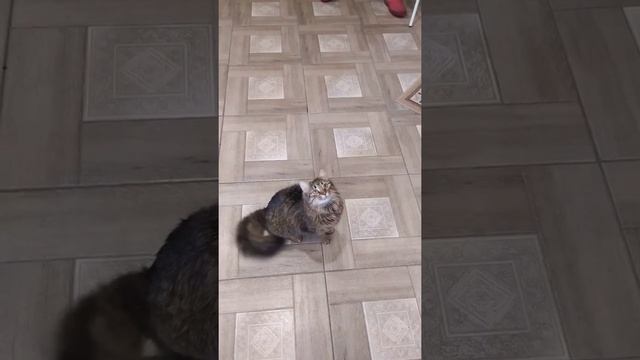 Говорящая сибирская кошка смотреть онлайн