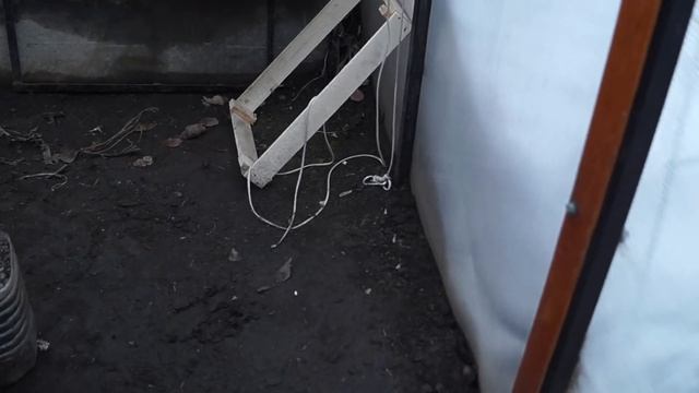Как сохранять хризантемы зимой. Сохраняем хризантемы зимой в теплице.