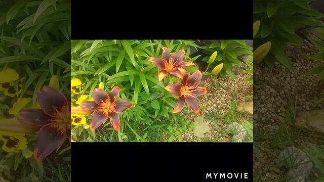 Lillies honey suckle and Chrysler imperial rose смотреть онлайн