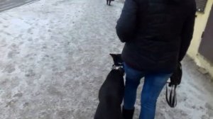 Дрессировка добермана с электронным ошейником