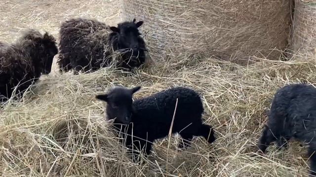 Карликовые французские бараны породы уэссан. Часть 2. смотреть онлайн