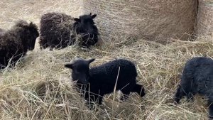 Карликовые французские бараны породы уэссан. Часть 2.