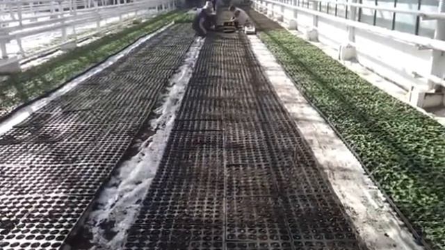 Где купить рассаду? смотреть онлайн