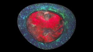 5 самых выдающихся опалов