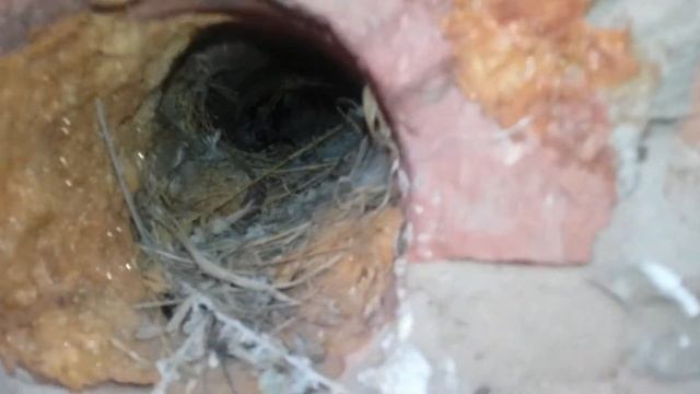 Птенцы воробья 2 выводок