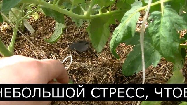 Томат. Жирование, причины, что делать. Мой способ борьбы с жированием томатов в моей теплице. смотреть онлайн