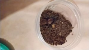 Мой первый паук птицеед Brachypelma vagans (Брахипельма ваганс).