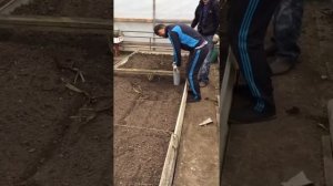 Как быстро посадить розы в теплице