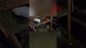 Лишай и клёшь у кроликов . Как лечить .Наш опыт