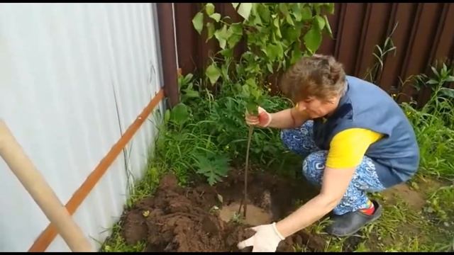 Как мы посадили дерево СИРЕНЬ смотреть онлайн