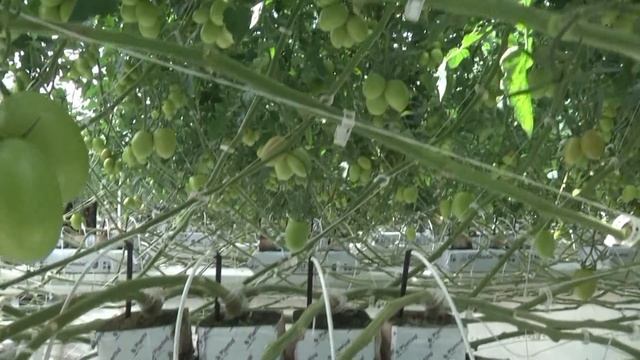 Развитие Липецкой области смотреть онлайн